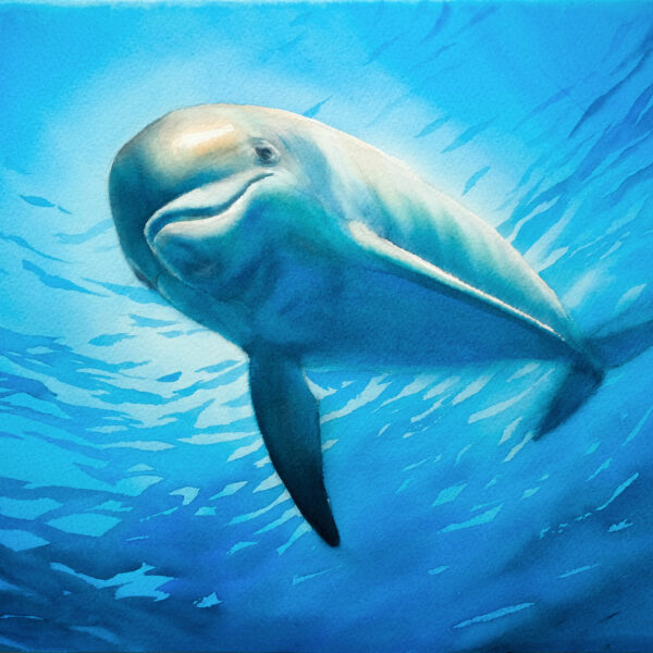 Smiling Dolphin