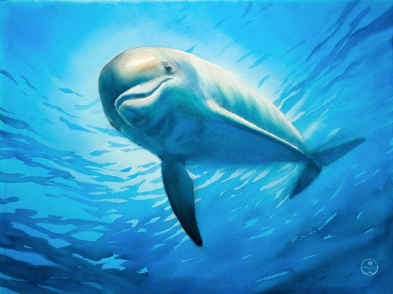 Smiling Dolphin