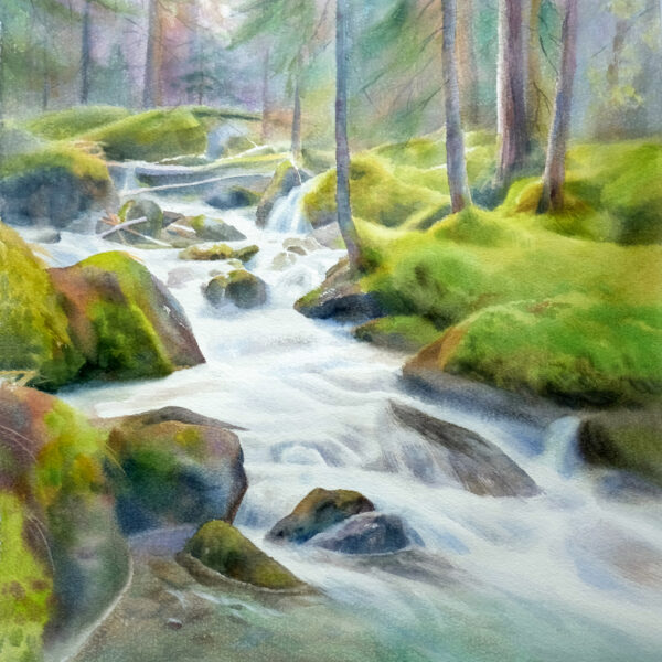 Wet forest
