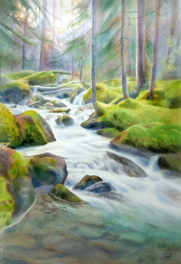 Wet forest